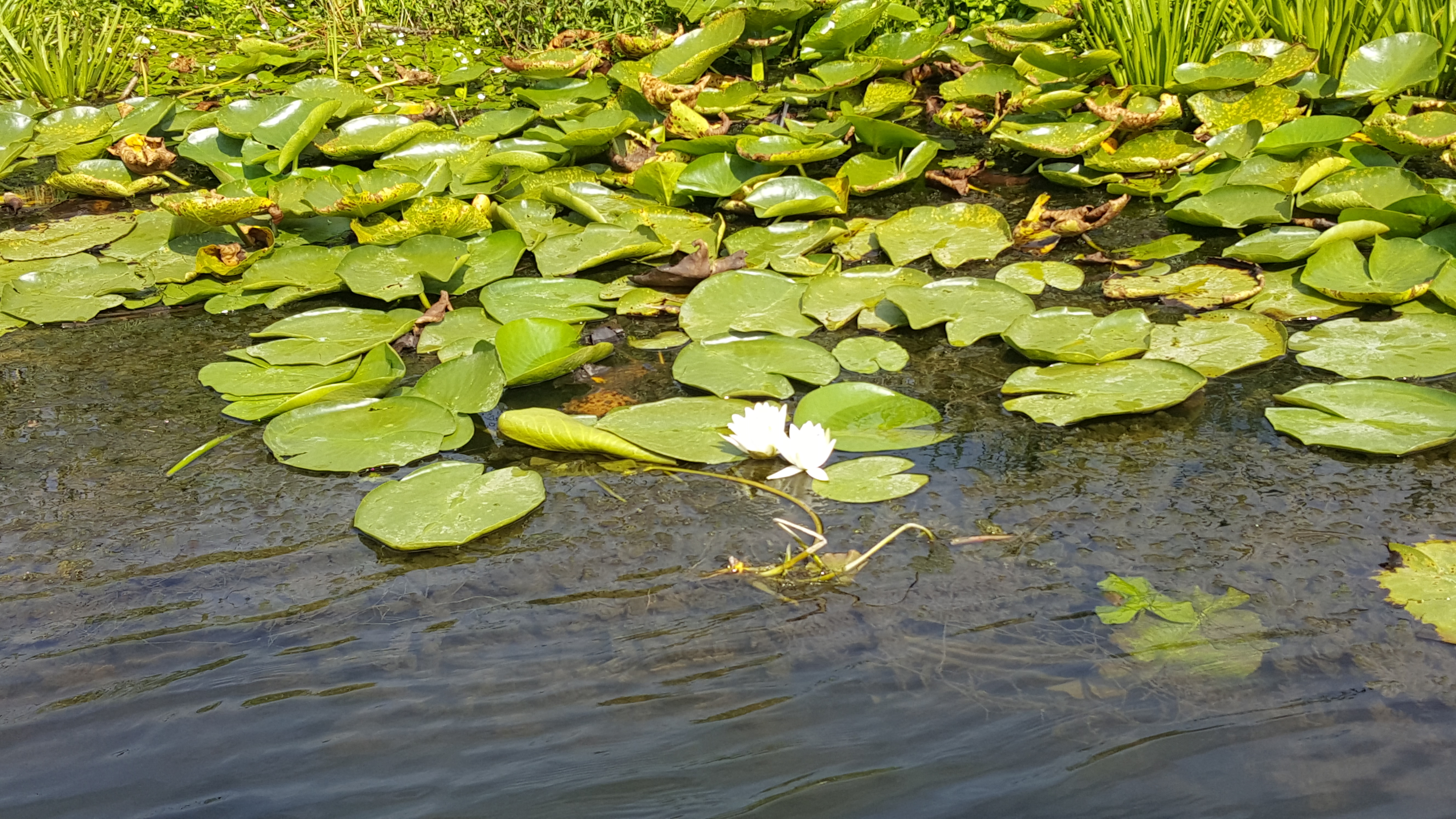 Nuferi in Delta Dunarii 1